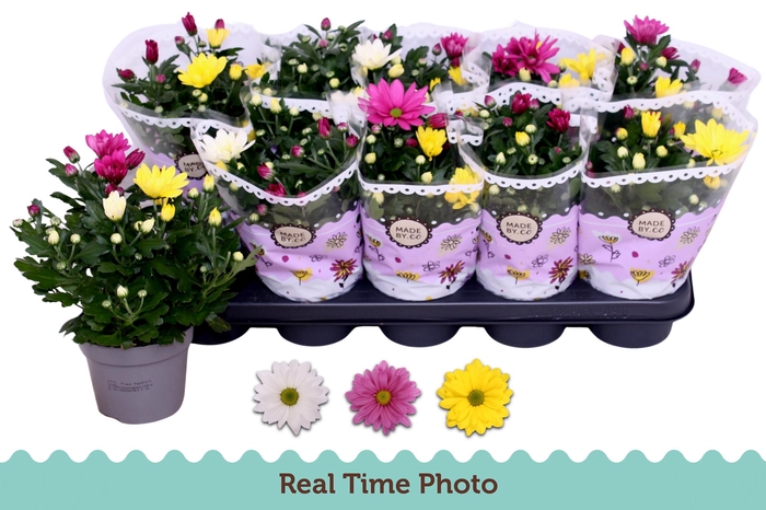 <h4>CHRYS GEM IN POT</h4>