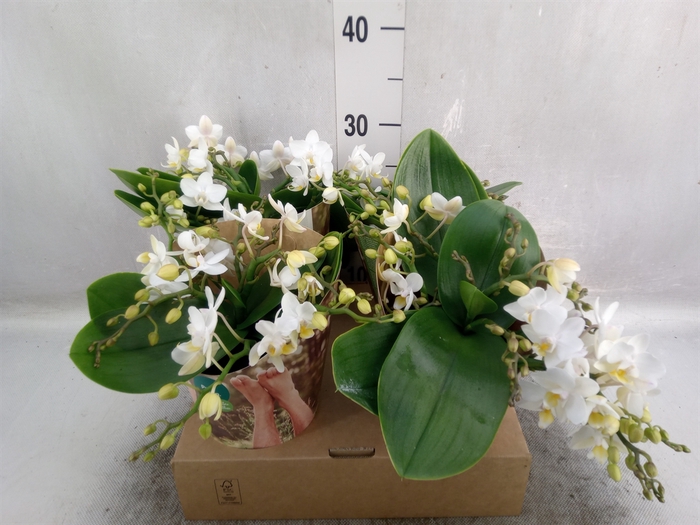 <h4>Phalaenopsis   ...white</h4>