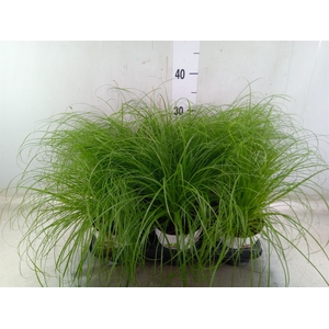 Cyperus alternifolius 'Zumula'