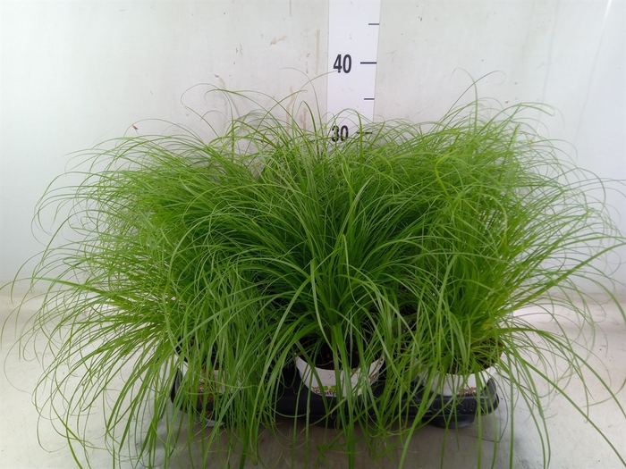<h4>Cyperus alternifolius 'Zumula'</h4>