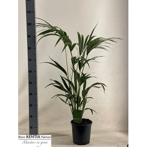 HOWEA FORSTERIANA