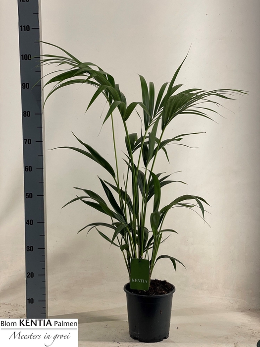 <h4>HOWEA FORSTERIANA</h4>