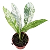 Overig planten Rhaphidophora Foraminifera Marble