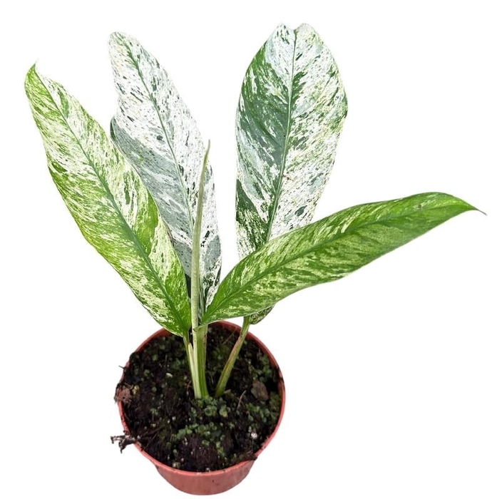 Overig planten Rhaphidophora Foraminifera Marble