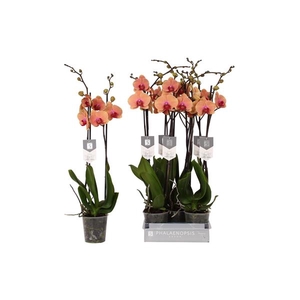 Phalaenopsis Caribbean Dream