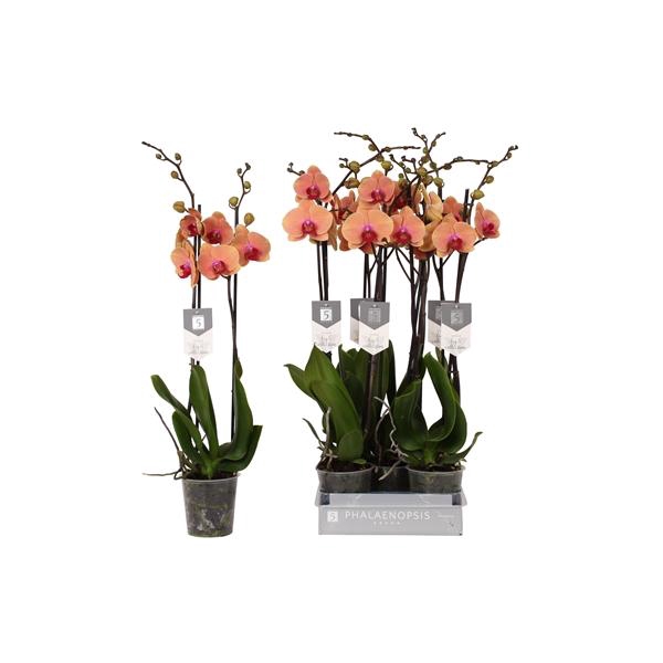 <h4>Phalaenopsis Caribbean Dream</h4>
