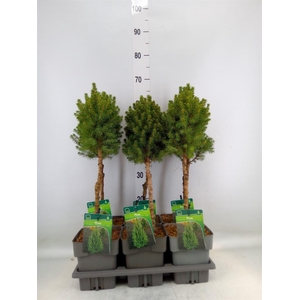 Picea glauca 'Perfecta'