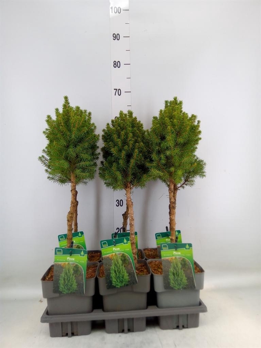 <h4>Picea glauca 'Perfecta'</h4>