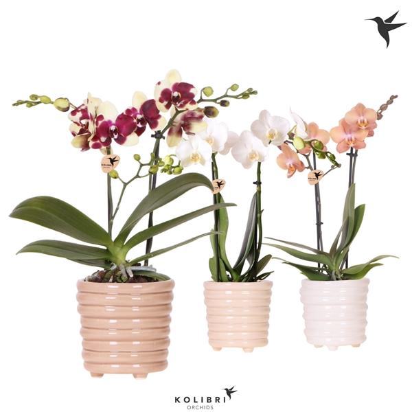 <h4>Phalaenopsis gemengd</h4>