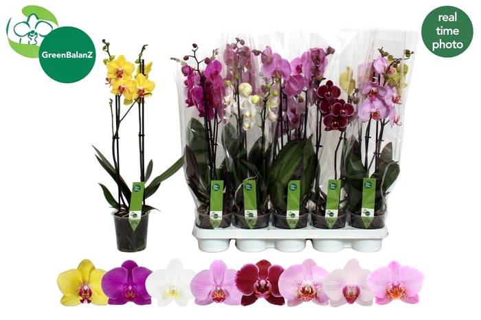 <h4>PHAL GEM 8 KL</h4>