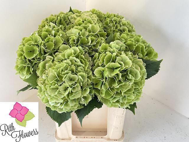 <h4>HYDR M CH VERENA CL</h4>