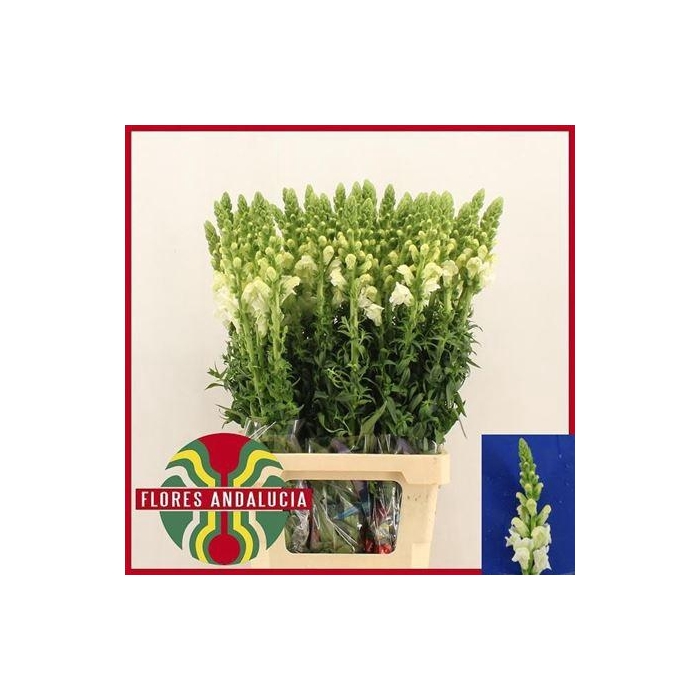 <h4>Antir Potomac Early White</h4>