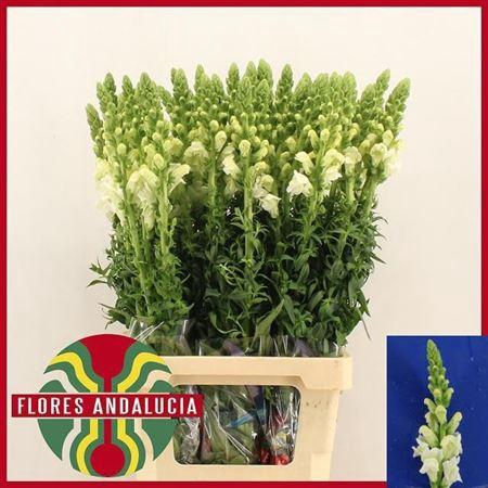 <h4>Antir Potomac Early White</h4>