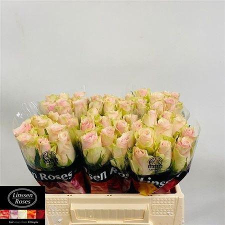 <h4>R Gr Pink Athena</h4>