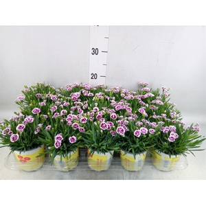Dianthus allw. 'Lucky Lips Lena'