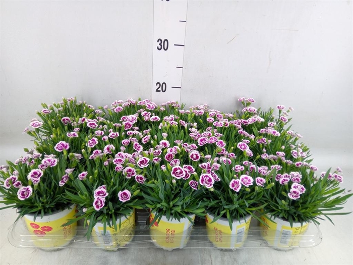 <h4>Dianthus allw. 'Lucky Lips Lena'</h4>