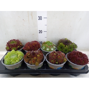 Sempervivum   ...mix