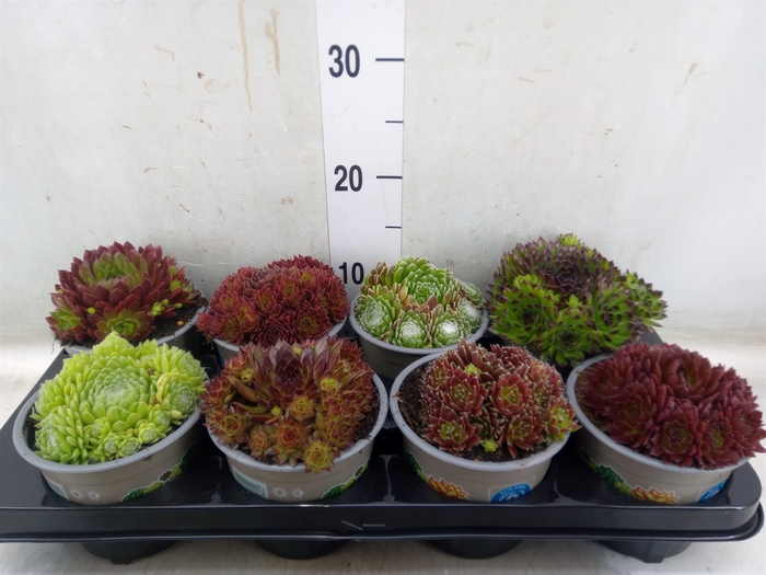 <h4>Sempervivum   ...mix</h4>