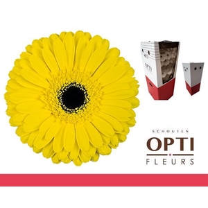 GE GR DON LEO-AQ-Box