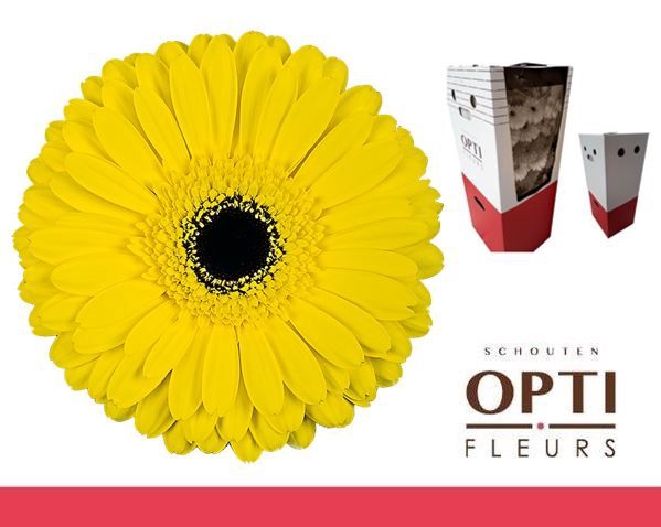 <h4>Gerbera Don Leo Aquabox</h4>