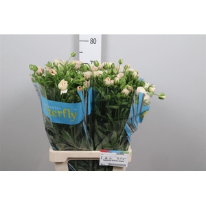 Ran Butterfly Ariadne