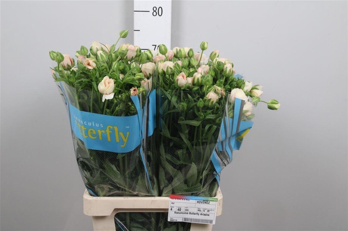 <h4>Ran Butterfly Ariadne</h4>