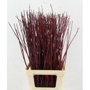 CORNUS ALBA SIBIRICA