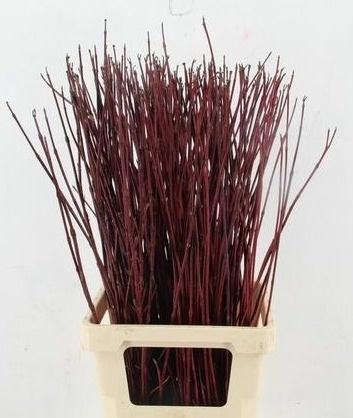 <h4>CORNUS ALBA SIBIRICA</h4>