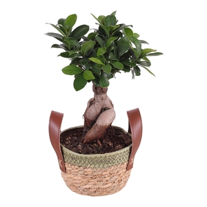 Ficus m. Ginseng ø15cm in ø16cm Exotic Vibes Nº365