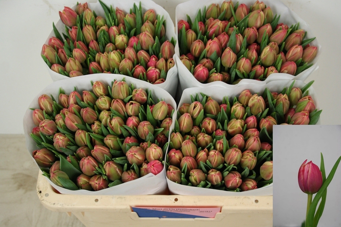 <h4>TU DU COLUMBUS</h4>