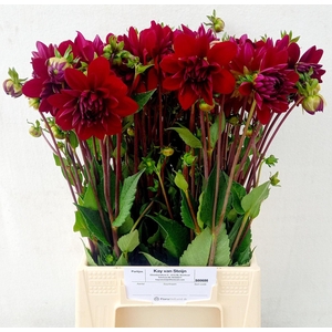 DAHLIA ARABIAN NIGHT DAHL ARABIAN N