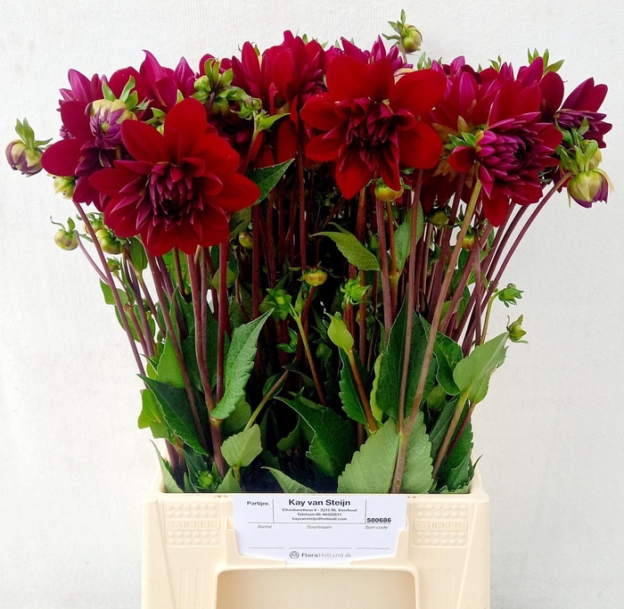 <h4>DAHLIA ARABIAN NIGHT DAHL ARABIAN N</h4>