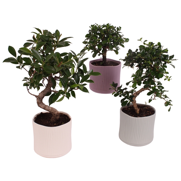 <h4>Bonsai Indoor Mix Ø12cm Mix B/S Shape in Ø14cm Ceramic SE571</h4>