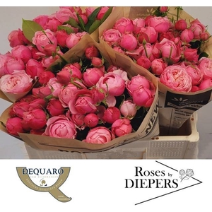 R Tr Silva Pink Diepers