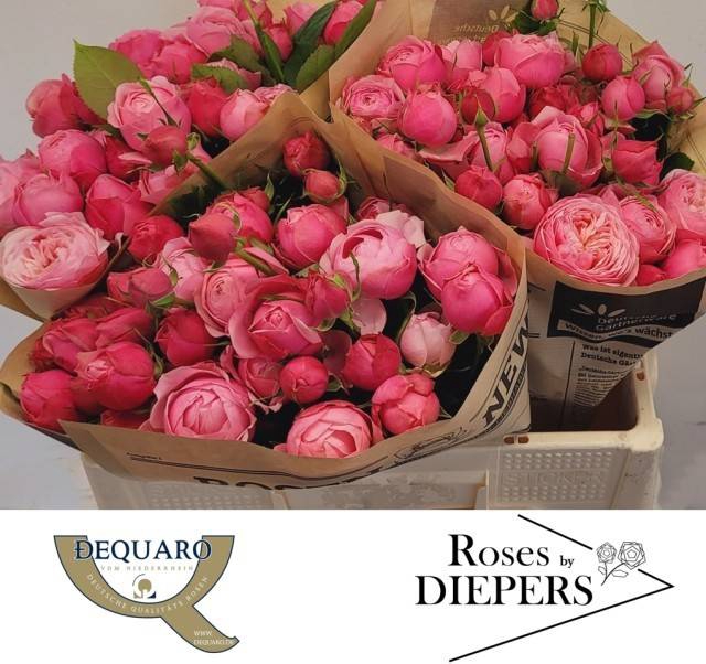<h4>R Tr Silva Pink Diepers</h4>