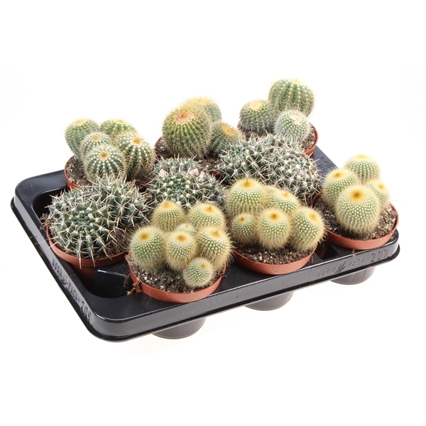 <h4>Notocactus mix</h4>