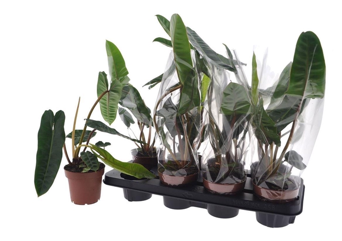 arr8 Phil Billietiae