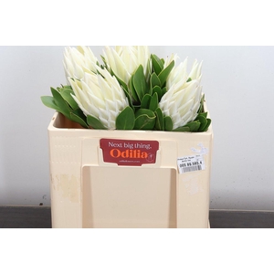 Protea Cyn. Ayoba Arctic Ice 50cm