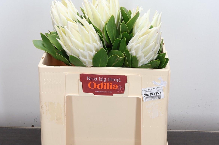 <h4>Protea Cyn. Ayoba Arctic Ice 50cm</h4>