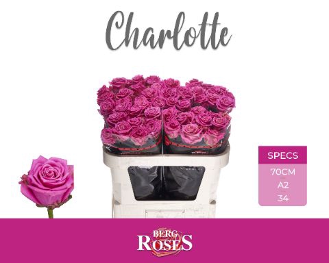 <h4>R Gr Charlotte Berg A2</h4>