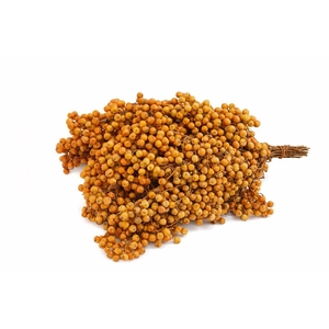 Schinus M Pt Mustard Bunch