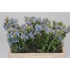 Oxypetalum Tweedia Blue