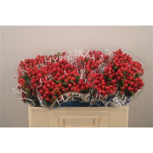 Hyp Coco Rio Red