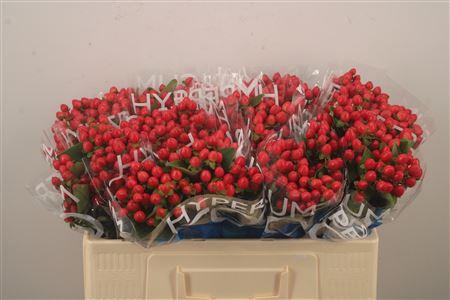 <h4>Hyp Coco Rio Red</h4>