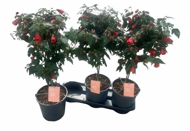 <h4>Abut Red Trumpet</h4>