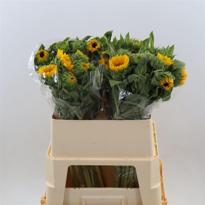 <h4>Helianthus Vincent's Choice</h4>