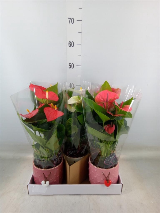 <h4>Anthurium andr. ...mix 3</h4>
