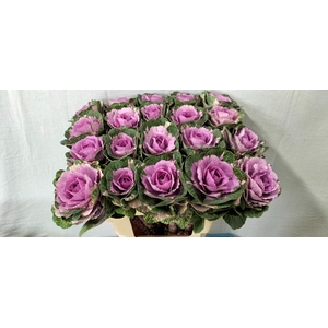 BRASS CRANE PINK