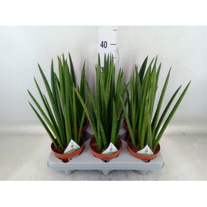 Sansevieria cyl.  ...
