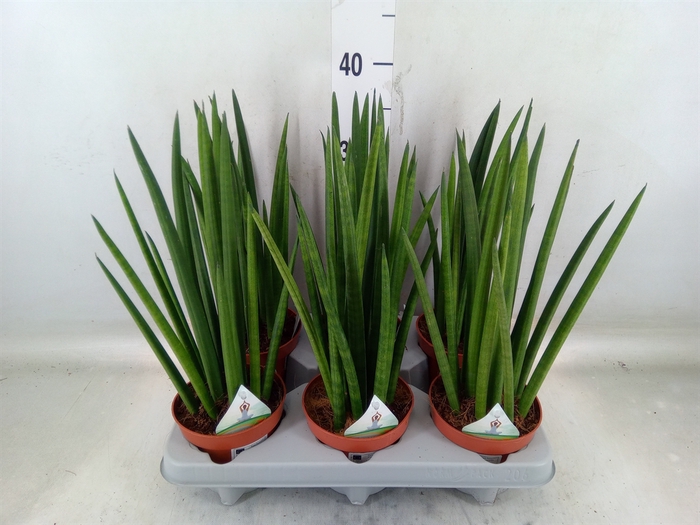 <h4>Sansevieria cyl.  ...</h4>